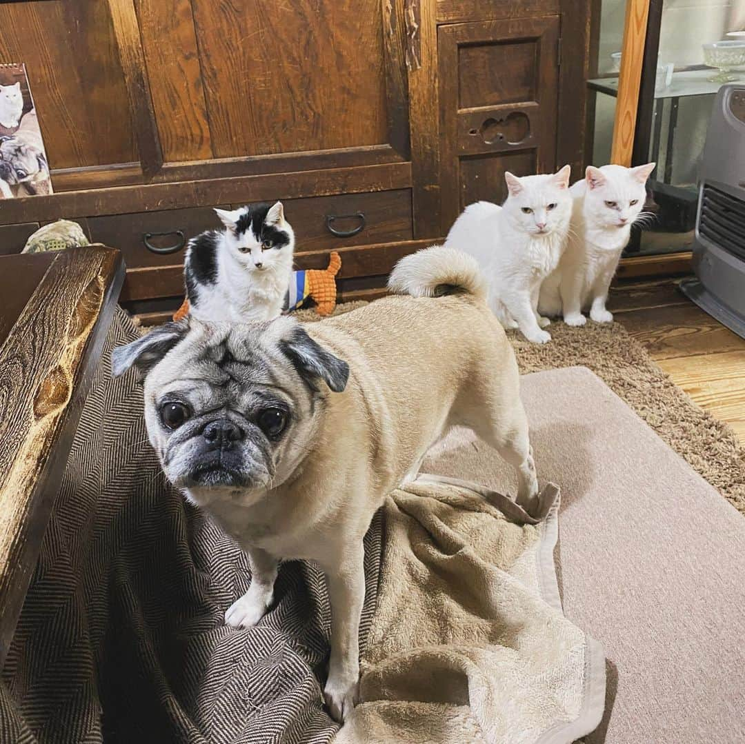 ひぐちにちほのインスタグラム：「今夜のストーブ隊。  そしてみんな寝ました。  オヤスミナサイ〜  #pug #cat #ひぐち猫 #ひぐちお茶目 #ひぐち水玉 #ひぐち親分 #ひぐち福」