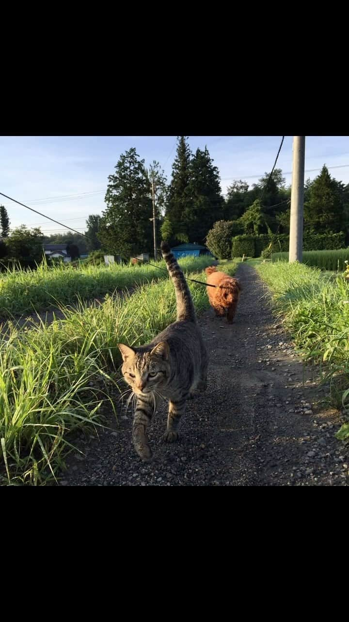 チックンとプーちゃんのふるさと? From Japan??のインスタグラム：「懐かしいね〜🐈🐶 ネコちゃんは元気かなぁ #安曇野#ネコ#トイプードル#思い出 プーちゃんは元気です🐶」