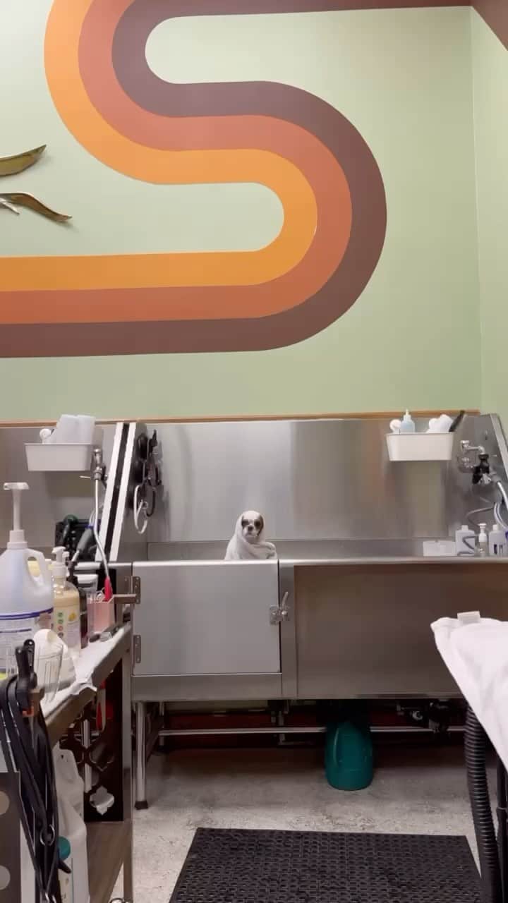 JessRonaGroomingのインスタグラム：「No thoughts just Miso the Cavalier King Charles Spaniel getting an ASMR bath 🫧  #dogasmr #jessronagrooming」