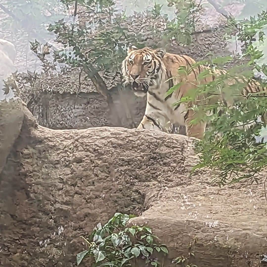 PJクォンさんのインスタグラム写真 - (PJクォンInstagram)「Accidentally got off the funicular at the zoo. Not sure how to leave. This might be my new home? Send snacks.」11月21日 23時04分 - pjkwong