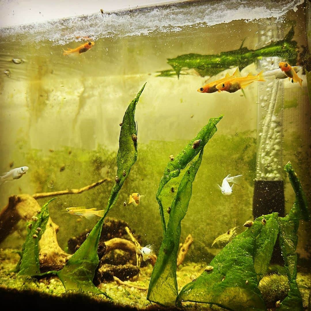 ただすけのインスタグラム：「家に帰ったら、何かが生えている #今日のメダカ」