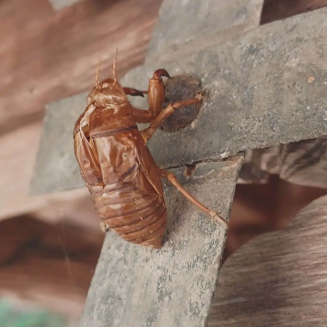 須藤美樹さんのインスタグラム写真 - (須藤美樹Instagram)「長野に行った時に、二日連続で蝉の脱け殻に遭遇😳😳😳  なんと4連続‼️  全部神社仏閣にて⛩️  なんて光合しい⭐  調べたら、、再生と復活のシンボル大きく成長する前兆😚さまざまな物事の進展や成功を連想させる縁起😚  セミは60%程度の確率で羽化に失敗する昆虫で、成虫として無事に殻から抜け出すことだけでも大変なことらしく、無事に幼虫が脱出した綺麗な抜け殻は、生命の再生や進化のエネルギーに溢れた貴重なものらしいです‼️  セミさん命も短いうえに羽化も大変だったなんて、なんだか命の大切さに気付かされますね😭  この長野旅はとっても大切にしてたお礼参りの旅だったので、深い意味のあるセミさんからのメッセージでした♥️  #蝉 #神社 #寺 #お礼参り #長野 #上田 #命 #貴重」11月21日 23時30分 - odorukaiunshi