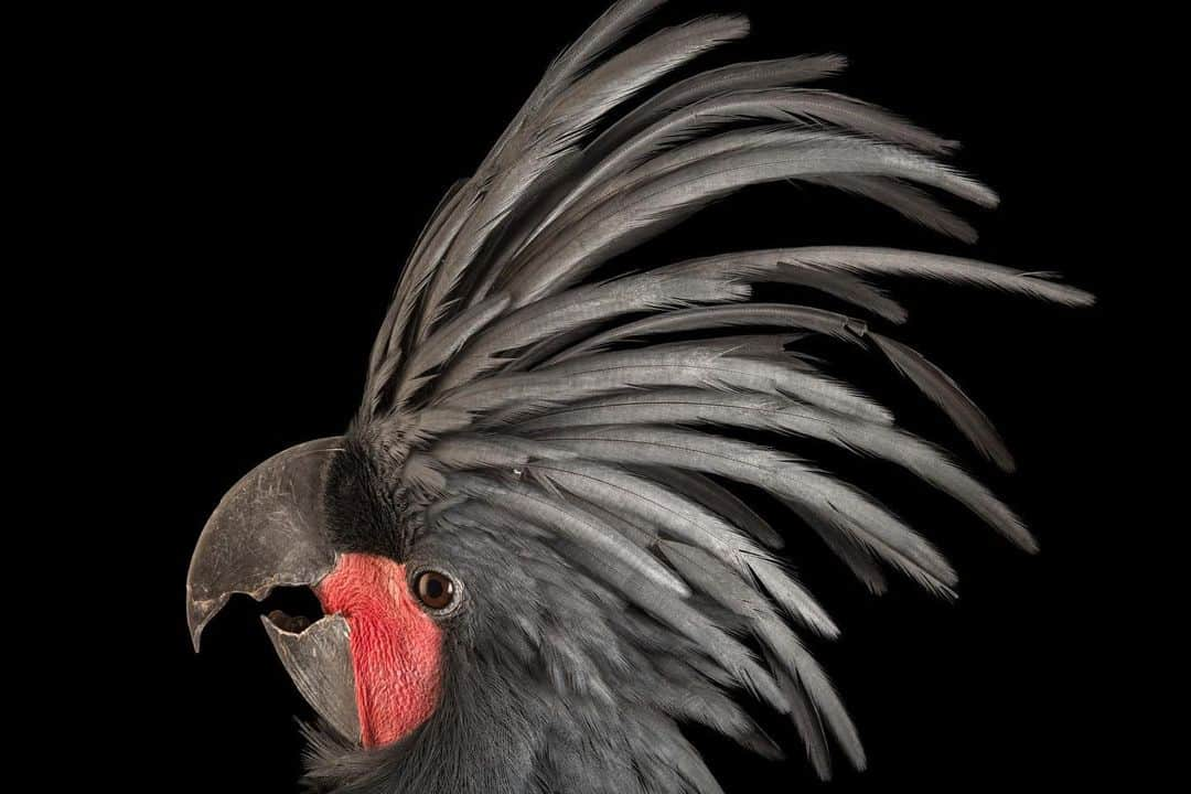 Joel Sartoreさんのインスタグラム写真 - (Joel SartoreInstagram)「The crest atop the palm cockatoo’s head communicates its moods: down when relaxed, up when alert. So does the color of its featherless cheeks - normally red, they can turn pink or beige from aggresion or stress, yellow with excitement. Photo taken @loroparque.   #bird #cockatoo #animal #wildlife #photography #animalphotography #wildlifephotography #studioportrait #PhotoArk @insidenatgeo」11月21日 23時43分 - joelsartore