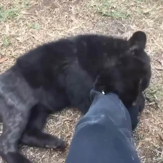 Black Jaguar-White Tiger のインスタグラム：「Yesterday’s Birthday Boy after we rescued him and operated him…」