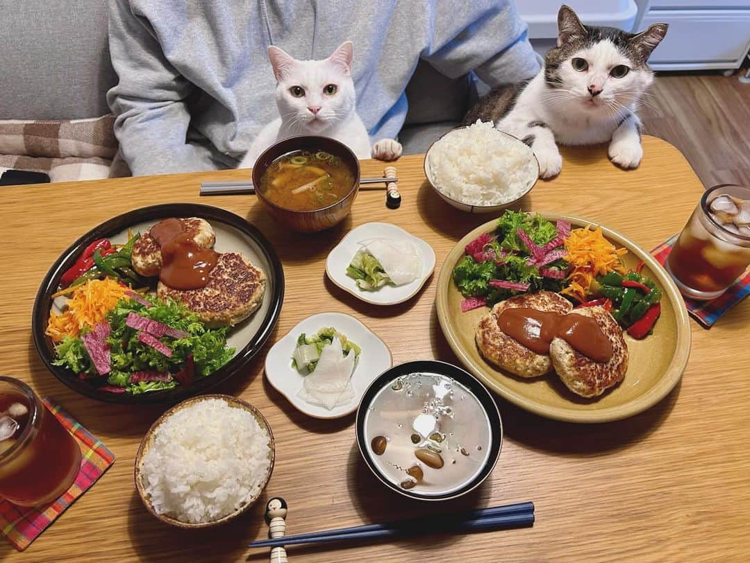 八、おこめのインスタグラム：「お豆腐ハンバーグ定食♩ ハンバーグが食べたかったんだ #八おこめ #ねこ部 #cat #ねこ #猫 #ネコ #八おこめ食べ物 #ハンバーグ定食 #ハンバーグ #お豆腐ハンバーグ」