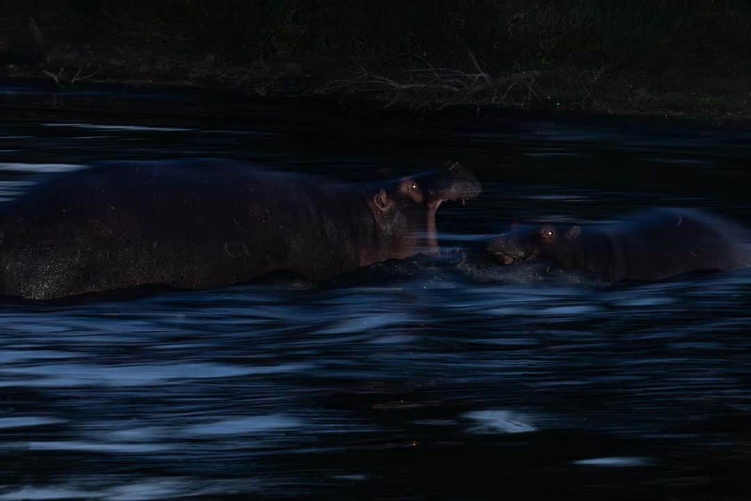 Keith Ladzinskiさんのインスタグラム写真 - (Keith LadzinskiInstagram)「Hippos, splashing and playing in the late twilight hours along the Sabi Sabi Preserve, South Africa.  - @sabisabireserve @canonusa @nomatic @tjtriage @brittmumma」11月22日 0時34分 - ladzinski