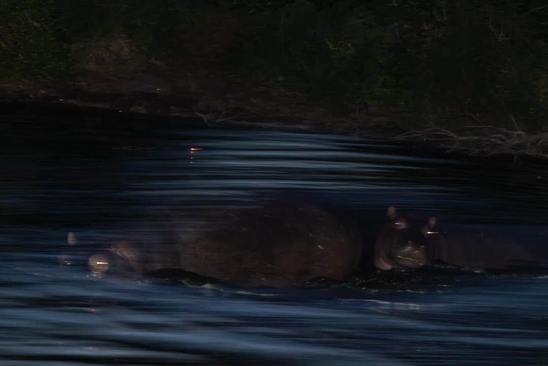 Keith Ladzinskiさんのインスタグラム写真 - (Keith LadzinskiInstagram)「Hippos, splashing and playing in the late twilight hours along the Sabi Sabi Preserve, South Africa.  - @sabisabireserve @canonusa @nomatic @tjtriage @brittmumma」11月22日 0時34分 - ladzinski