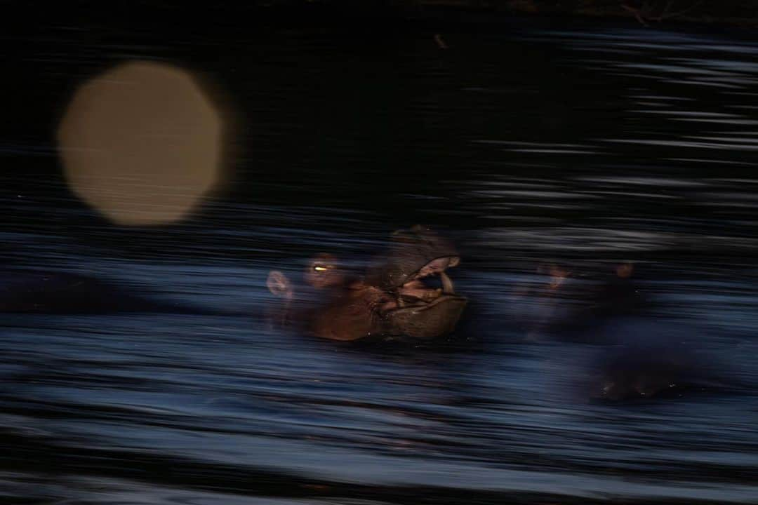 Keith Ladzinskiのインスタグラム：「Hippos, splashing and playing in the late twilight hours along the Sabi Sabi Preserve, South Africa.  - @sabisabireserve @canonusa @nomatic @tjtriage @brittmumma」