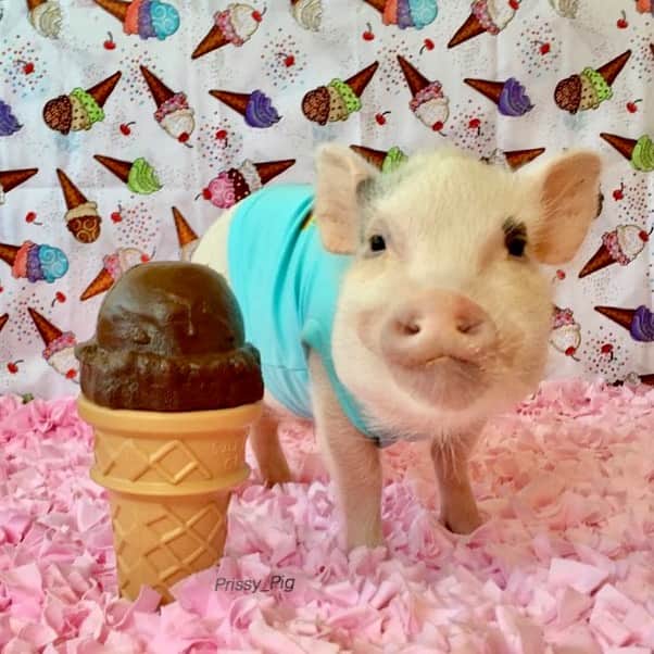 Priscilla and Poppletonのインスタグラム：「🍦SAVE THE DATE- DECEMBER 9th🍦This little Silly Pop is all grown up and will be turning TEN next month, and you’re invited to come celebrate his big day with us in St. Augustine, FL the afternoon of Dec. 9th. Party with Pop and stick around to see the “Nights of Lights” in downtown. It’s a holiday must in North Florida. More details to come, but Pop wanted you to put it on your calendar. It’s a busy time of year, but we hope you can drop by to celebrate our special boy. I scream,you scream, we all scream for Silly Pop! Who’s coming?🐷🤎🍦 #popturnsten #happybdaypoppleton #birthdayboy #PrissyandPop」