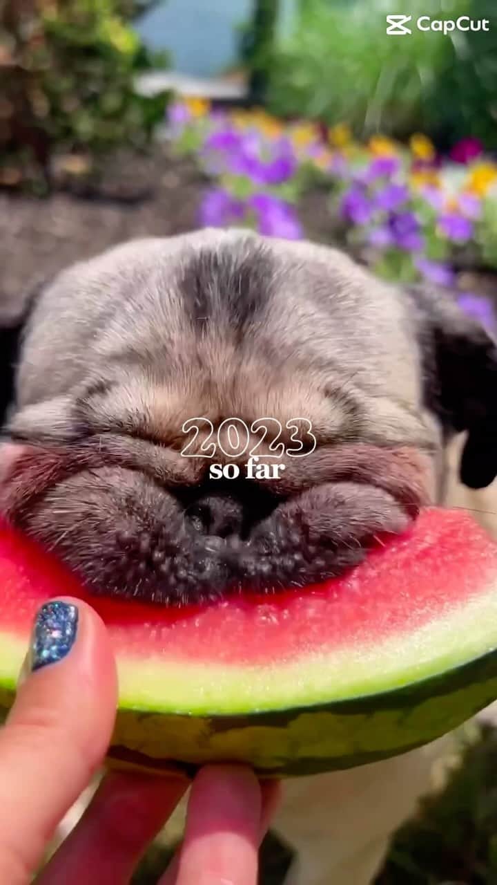 itsdougthepugのインスタグラム