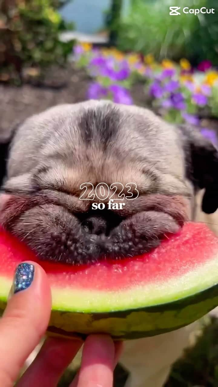 itsdougthepugのインスタグラム：「“Another year where I’m getting cuter with age!” -Doug  Search “2023sofar” on @capcutapp to use this same template ❤️ #capcutreels #capcuttrend」