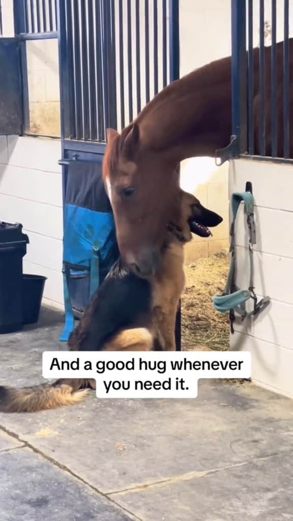 DogsOf Instagramのインスタグラム：「What friendship is all about 🥹 Fetched with permission @peggyaagard @zav4la #barndog #unlikelyanimalfriends #horsedog」