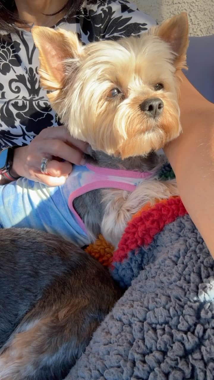 のインスタグラム：「Allie 💭 My mommy thinks I’m an excellent singer! 🗣️🎤🎵🎶🎼🎹#ILoveYou #SingingDog #BeautifulVoice #AmericaGotTalent #CelebrityCrush #ILoveToSing #SingingVideo #SingingCompetitio #MyHeartDog #MySoulDog」