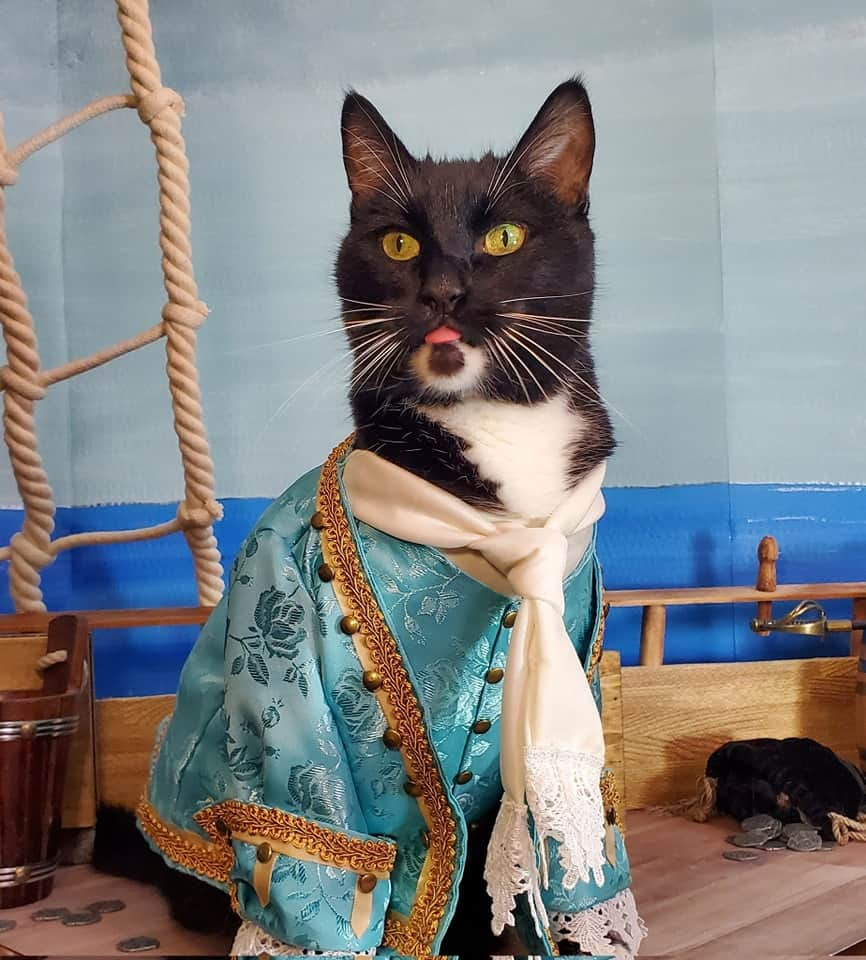 猫コスプレさんのインスタグラム写真 - (猫コスプレInstagram)「Our Flag Means Blep   #OurFlagMeansDeath」11月22日 2時15分 - cat_cosplay