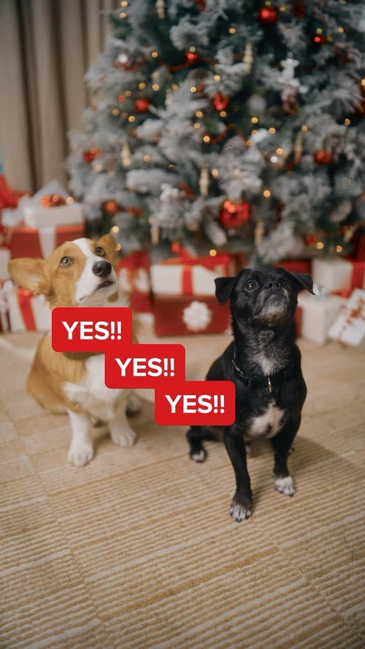 ヒラリー・ダフのインスタグラム：「It’s the pawliday season 🎄🎁   #ad Momo & Ham are my perfect angels who never learned to roll their eyes or talk back! That’s why those little babies are getting extra holiday treats!   Luckily, @purinatreats and @target are partnering up this holiday season to make bringing joy to our home and pets even easier! Grab your dog and cat treats on your next Target run and show your furry friends some extra love ❤️   #PurinaTreatsPartner #TargetStyle #PurinaPawlidays」