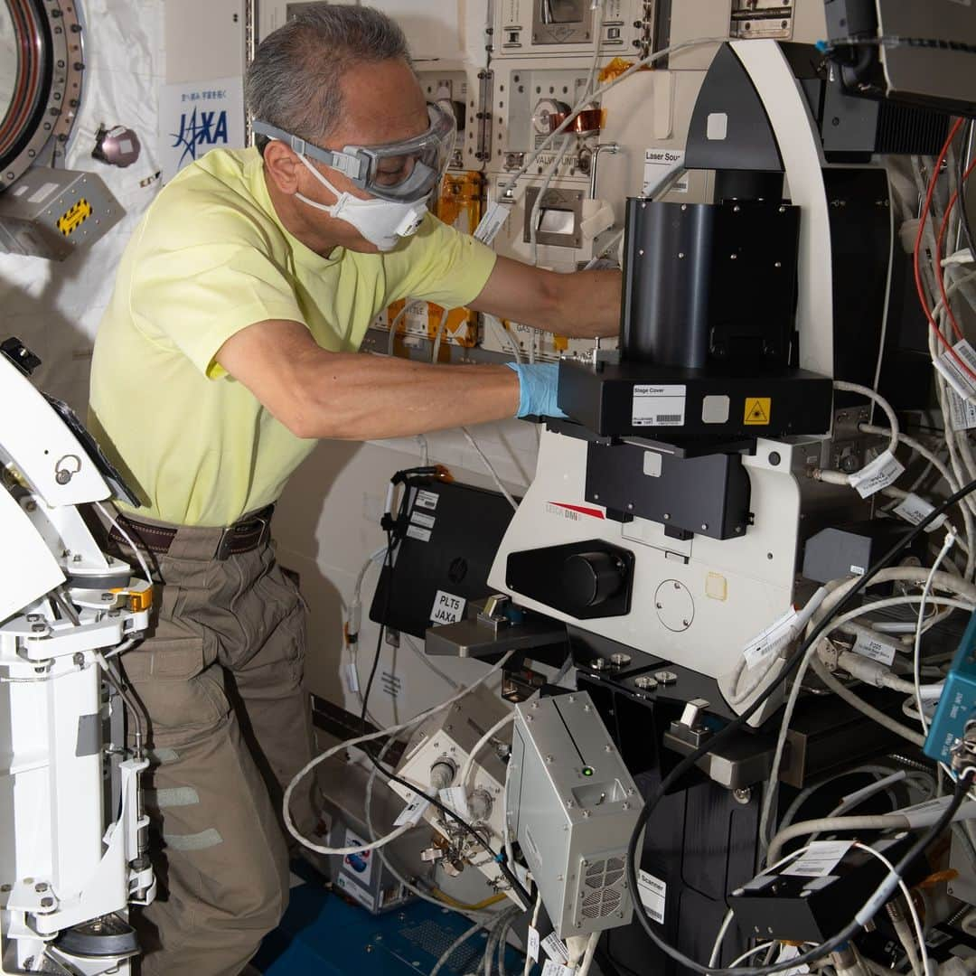 国際宇宙ステーションさんのインスタグラム写真 - (国際宇宙ステーションInstagram)「Space station astronauts are assisting scientists representing NASA and its international partners who are collecting a multitude of physiological and psychological data from crew members for insights unachievable on Earth.  Pic 1) NASA astronaut Loral O'Hara treats brain cell-like samples for the Cerebral Ageing space biology study. Results may provide deeper knowledge into accelerated ageing symptoms seen in space and neurodegenerative diseases experienced on Earth.  Pic 2) ESA (European Space Agency) astronaut Andreas Mogensen operates a microscope to capture imagery of brain cell-like samples for the Cerebral Ageing space biology study.  Pic 3) JAXA (Japan Aerospace Exploration Agency) astronaut Satoshi Furukawa turns off a microscope and removes samples for the Cell Gravisensing space biology study. The investigation may lead to improved therapies treating conditions such as muscle atrophy and osteoporosis both on Earth and in space.  Pic 4) NASA astronaut Jasmin Moghbeli processes cell samples for the Cell Gravisensing experiment.  #nasa #esa #jaxa #astronaut #science #research #biology #health #disease #microscope #international #space #station」11月22日 3時49分 - iss