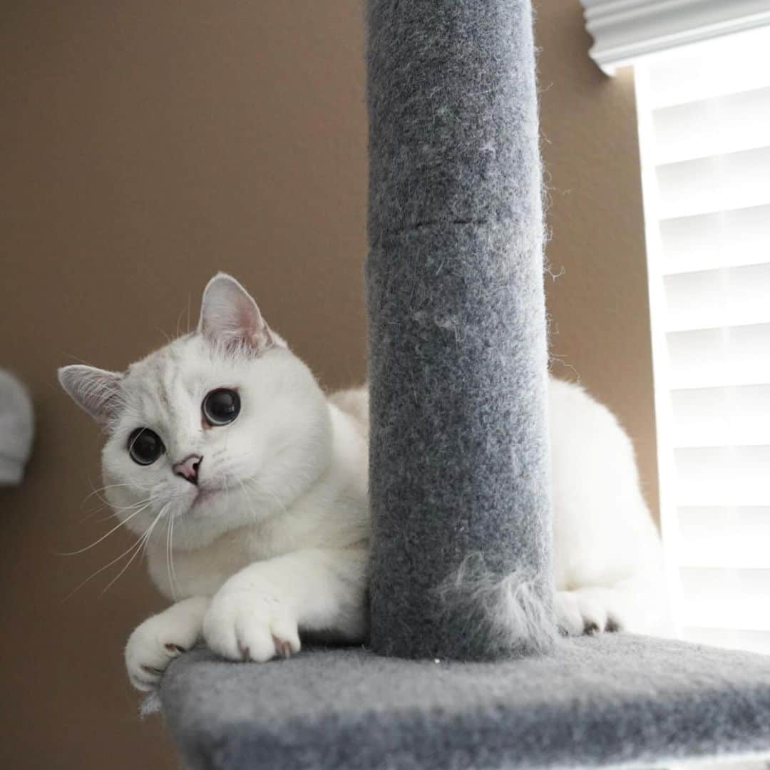 ミスター・ホワイトさんのインスタグラム写真 - (ミスター・ホワイトInstagram)「Hi 👋🏻❤️  #meow #cute #catsofinstagram」11月22日 13時28分 - white_coffee_cat