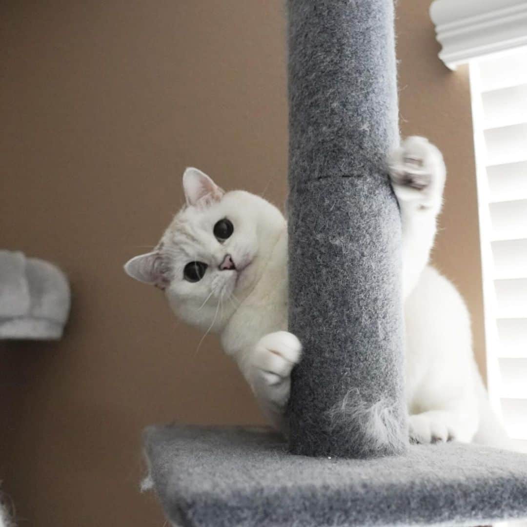 ミスター・ホワイトさんのインスタグラム写真 - (ミスター・ホワイトInstagram)「Hi 👋🏻❤️  #meow #cute #catsofinstagram」11月22日 13時28分 - white_coffee_cat