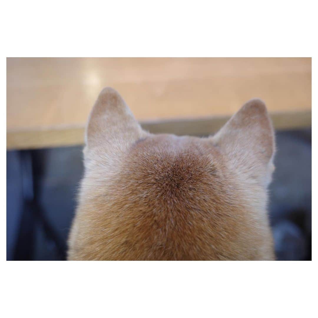 高垣麗子さんのインスタグラム写真 - (高垣麗子Instagram)「* 色素が薄くなってきたからか お母さんに似てきたぽてこ 耳の形、後ろ姿、触り心地もそっくりよ🐕🐕  * #柴犬 #さくぽて #ぽてこ #shibainu  #sakupote #poteko」11月22日 14時13分 - reikotakagaki