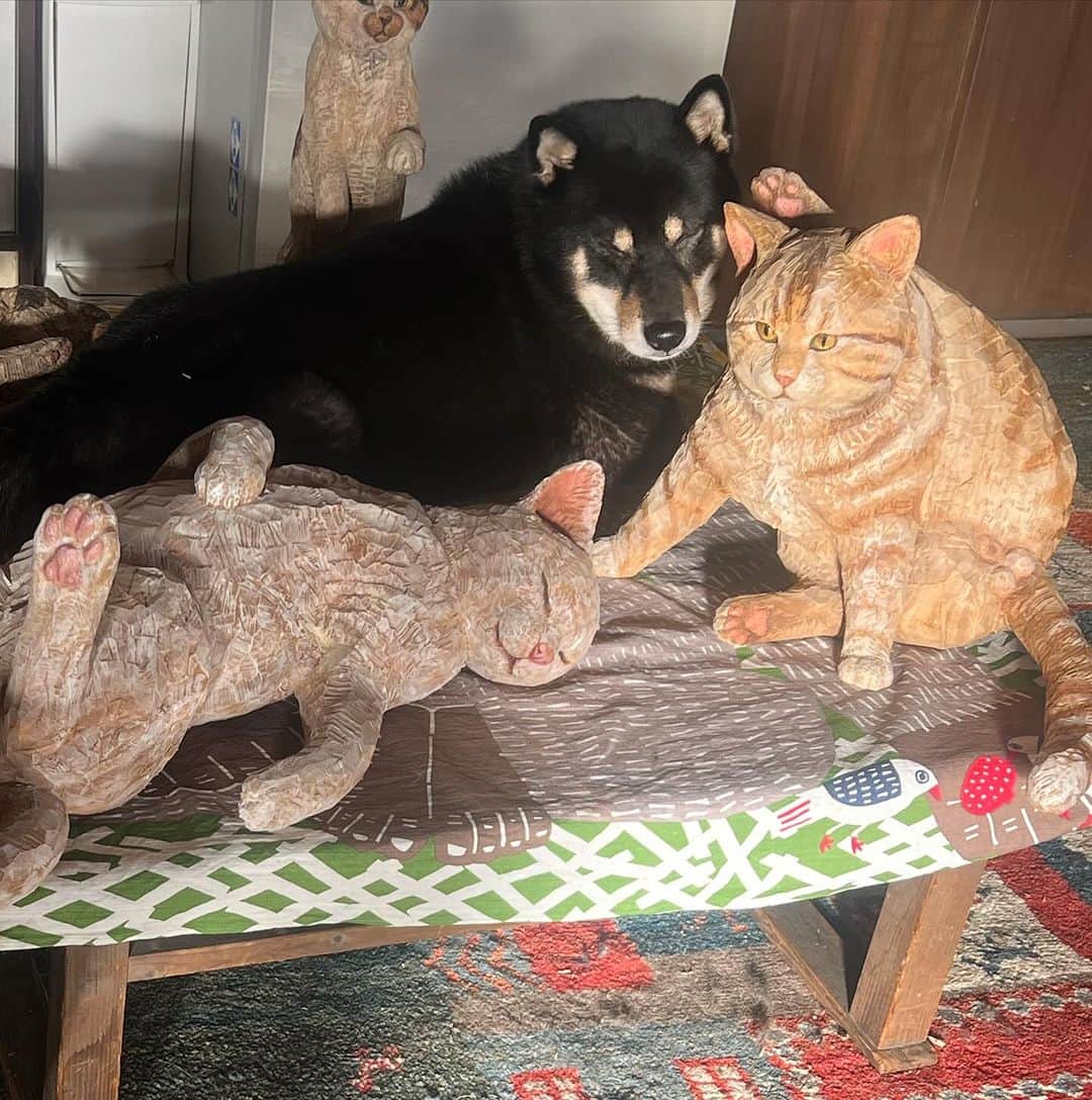 はしもとみおさんのインスタグラム写真 - (はしもとみおInstagram)「月くんの猫好きは止まらなくて、猫のアビさんを枕に寝るのが大好き。最後から2番目の写真はお気に入りのおにぎりをまくらに。  #woodcarving #woodworking #sculpture#woodsculpture #shibainu #shiba #cat#art#miohashimoto#柴犬#黒柴 #黒柴月くん」11月22日 14時33分 - hashimotomio