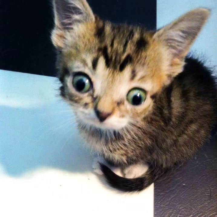 Lil BUBのインスタグラム：「Look, a photo of Baby BUB fresh off her space pod.  She's only 2-3 weeks old here. This was about a month before I met BUB  So lucky that Lori, the woman that found BUB as a neonatal kitten in her toolshed, not only saved BUB's life, but also saved so many amazing photos of her in her infancy.  #lillilbub #babybub #lilbub #bestjobbub #wishyouwerehere」