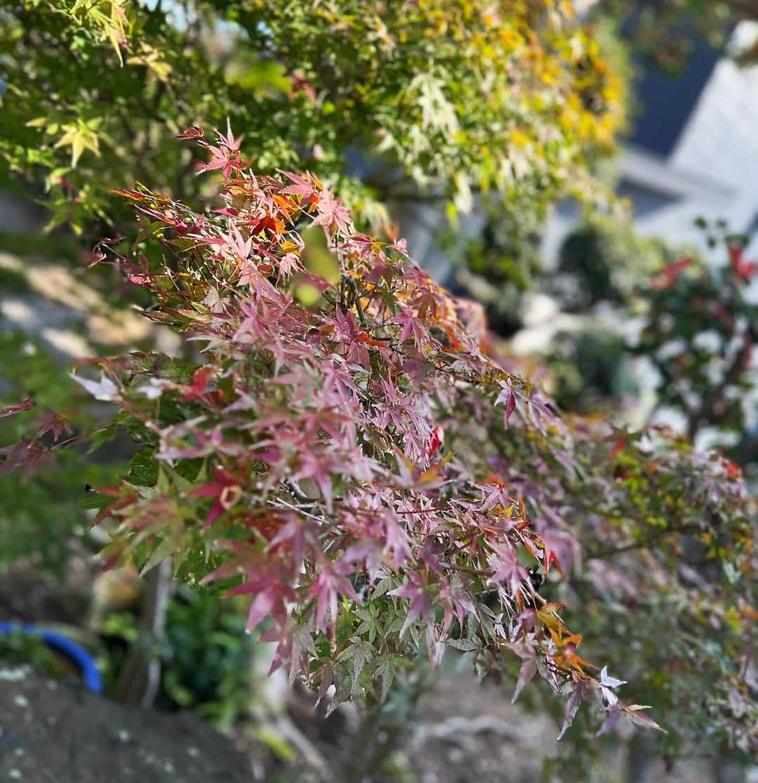 田中理恵のインスタグラム：「おはようございます☀ 今日もよい一日を🐥 写真は少し前に和歌山へ帰っていたので その時のお庭のお写真です🍂🍁 シャボン玉🫧を必死にとばす娘が可愛すぎました😆👍」