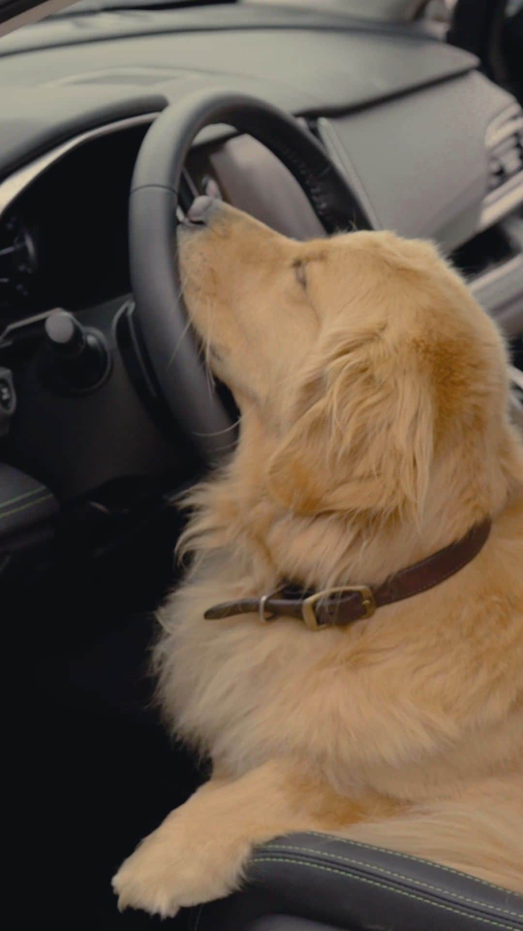 Subaru of Americaのインスタグラム：「The #TheBarkleys know that If you’re driving all doggone day, and you're feeling tired, you should pull over for a catnap.   #SafetyFirst #DogTestedDogApproved #BehindTheScenes」