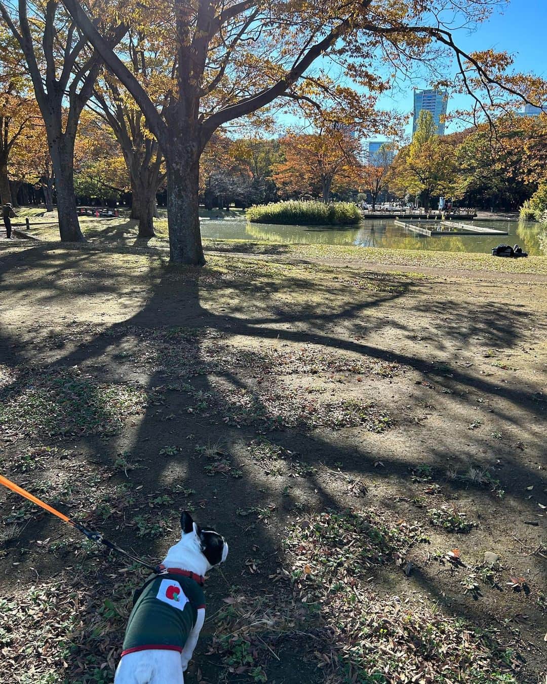 安藤優子さんのインスタグラム写真 - (安藤優子Instagram)「リンちゃん、公園に行く❣️  お早うです！  リンです。  東京はね、まあまああったかい朝です。  でね、この間の日曜日は公園に行ったよ。  落ち葉がいっぱい、カサカサ、ガサガサ、踏んで歩くのが楽しいよね（笑）  それでね、池のそばのベンチで、おやつもらったよ。  チュールビッツ（笑）  そんなのんびりな日曜日でした❣️  by リンゴ  #フレンチブルドッグ  #安藤優子」11月22日 6時51分 - yukoando0203