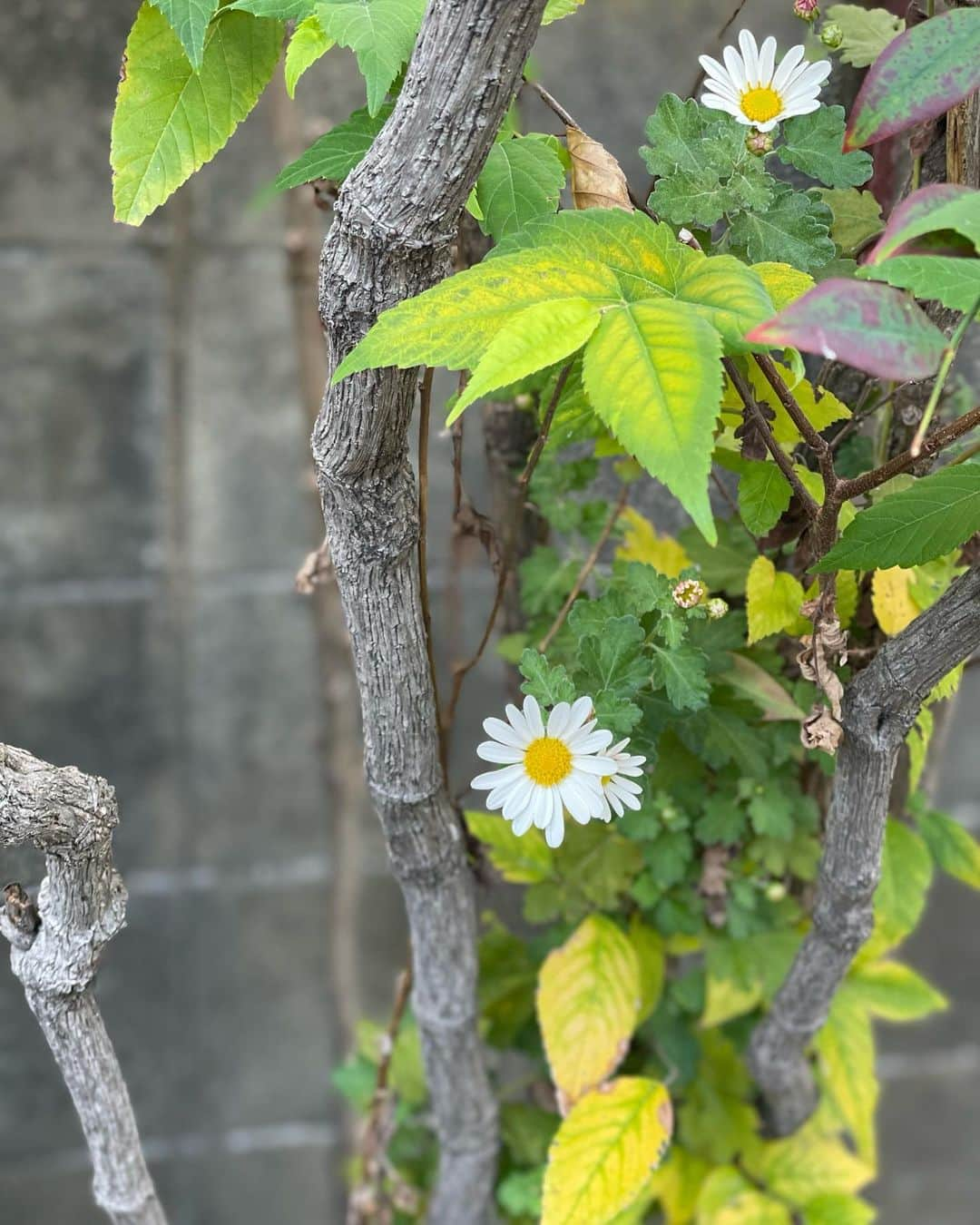 楓ゆきのインスタグラム：「たんPhoto...＊」