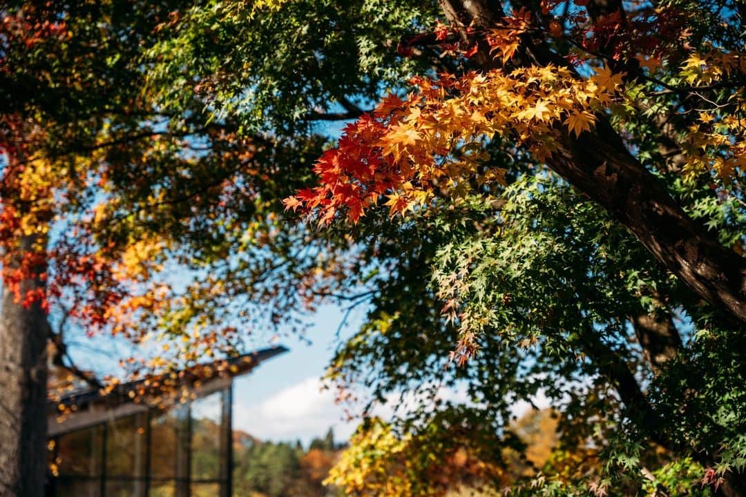 Grand Seiko Official instagramさんのインスタグラム写真 - (Grand Seiko Official instagramInstagram)「一年の中、とりわけ自然の彩りが増す春と秋。 しかしその彩りは対極です。 厳寒の季節からの開放を喜ぶかのような春の彩り、 厳寒の季節に備える熱い鼓動のような秋の彩り。 グランドセイコースタジオ 雫石のまわりも紅や黄に染まり、 匠たちの情熱を映しているかのようです。  #grandseiko #グランドセイコー #aliveintime #グランドセイコースタジオ雫石」11月22日 12時00分 - grandseikojapan