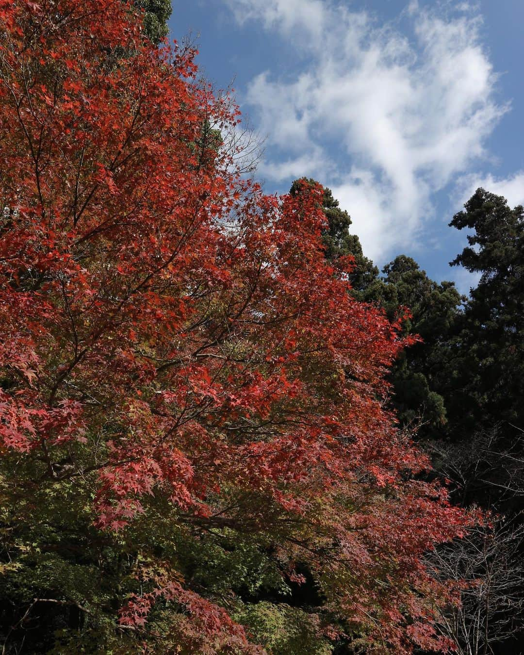 maichan1205さんのインスタグラム写真 - (maichan1205Instagram)「えりさんfamilyともみじまつりへ🍁 お久しぶりだったけど楽しそうな子どもたちでよかった♡ 🐑ちゃんも一緒でかわいかったなぁ〜。  また今度はお家でまったりしましょう🏡  thank you🤍 @erichaan0710 @____s.elly0926」11月22日 8時00分 - maichan1205