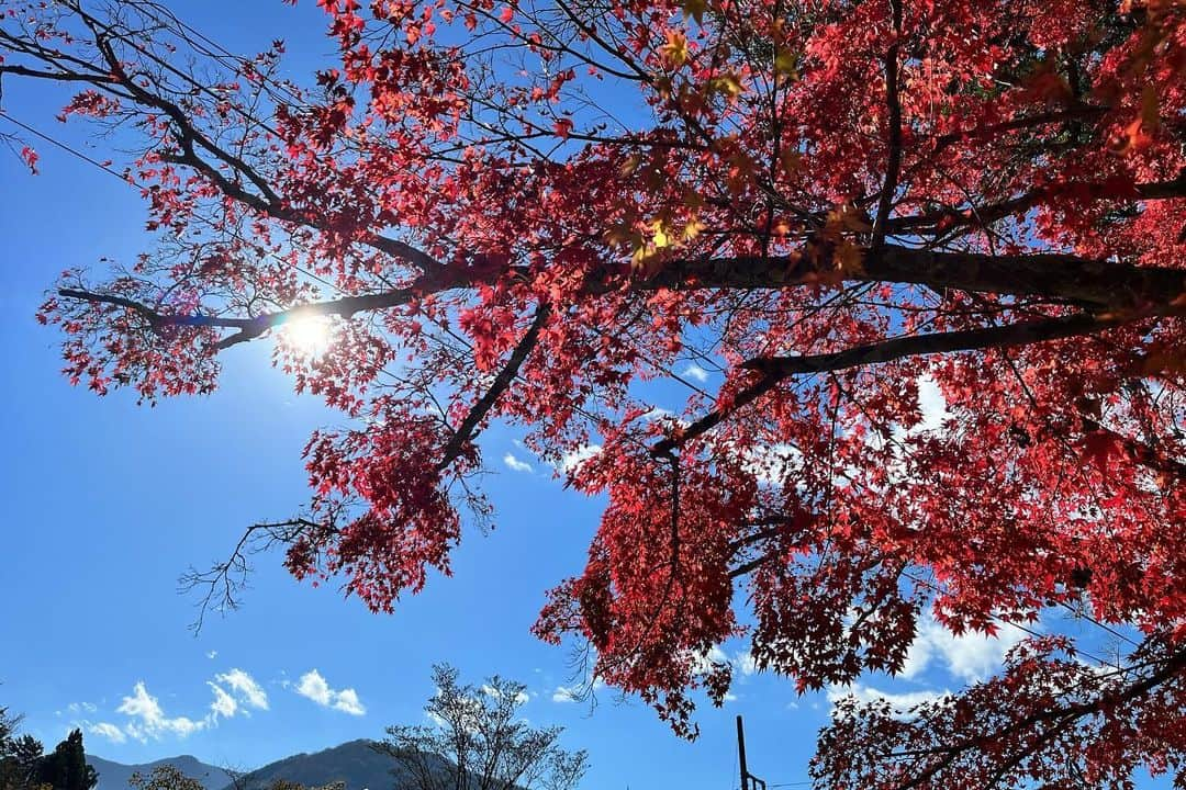 山口森広さんのインスタグラム写真 - (山口森広Instagram)「#箱根 #紅葉狩り🍁」11月22日 7時53分 - shigehiroyamaguchi