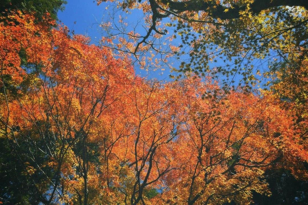 山口森広のインスタグラム：「#箱根 #紅葉狩り🍁」