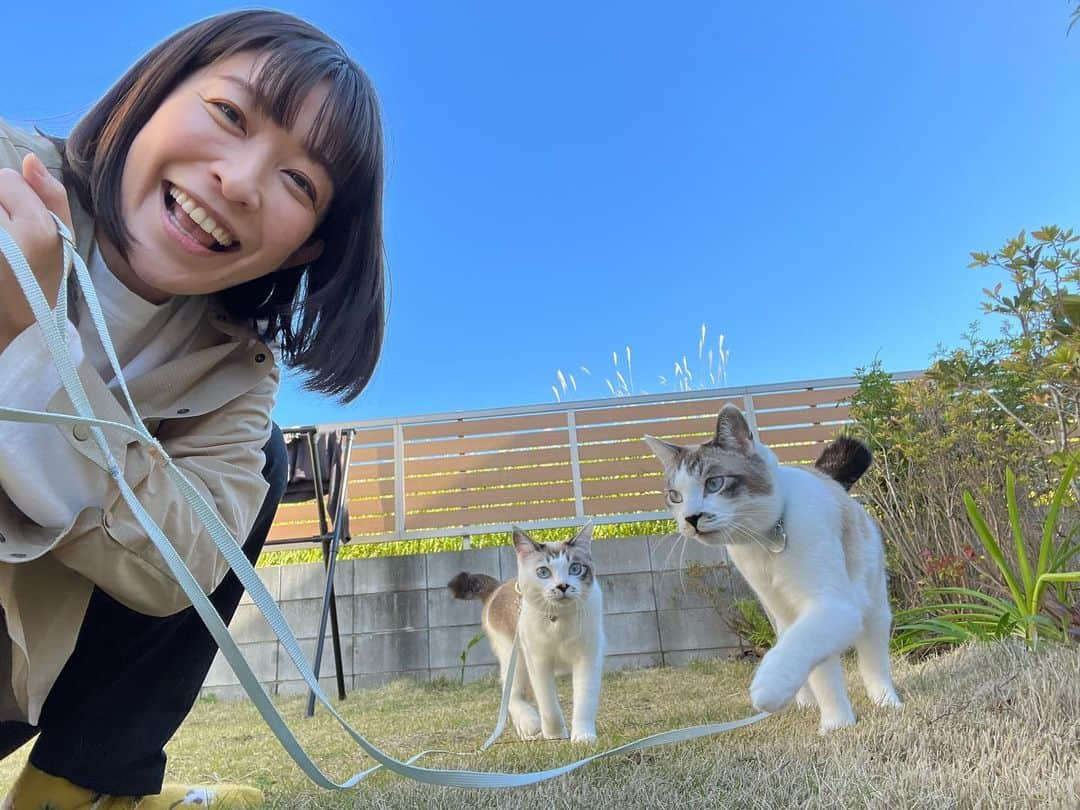 小野真弓のインスタグラム：「おはようございます☀️ 晴天✨😆 気持ちの良いお天気が続いています☺️  🦝❤️ ハナちゃんは、 お灸が良いのか、マッサージが良いのか、 抗生物質の注射が良かったのか、変えた気管支拡張剤が良かったのか、、はたまた気候が良いのか、、、  調子がとても良いです😆💮✨  が、何故か、、  絶対寝ない病😂 眠すぎて倒れそうなくらいなのに、必死に抗う、、 日中も夜中も、 眠気と戦い徘徊ハナちゃん🥺 明け方に、戦い疲れて倒れて爆睡。。 というパターンが続いています🐾  なんでそんなに寝たくないのか🤔不思議です、、 オフのスイッチ、ポチ☝️と、したい🙋‍♀️  いずれにせよ、 みんな元気が、おかーさんの元気の源💪✨ 今日もみんな、マイペースに省エネで 長く健康でいてほしいと、願います🥺✨  今日も良い一日を☺️🍀  #犬と猫のいる#暮らし#犬猫日記 #シニア犬のいる暮らし  #お外大好きわんにゃん#お出かけ大好き犬 #ハナ#ハル#アオ#ナナ#くー  #家族募集猫#白猫#マリ様 #ツンデレ#マイペース猫#食いしん坊猫」