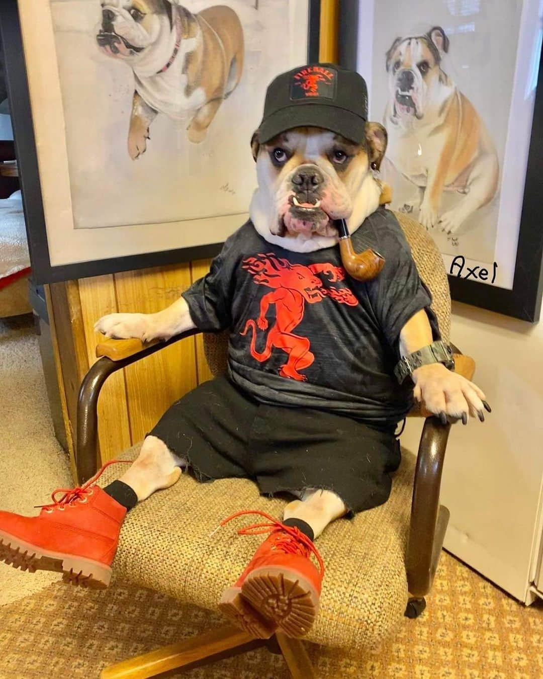 Nice Kicksのインスタグラム：「A 10-pack of this bulldog wearing Timbs 🐶😂🔥 @axel_and_larry #10PackTuesdays」