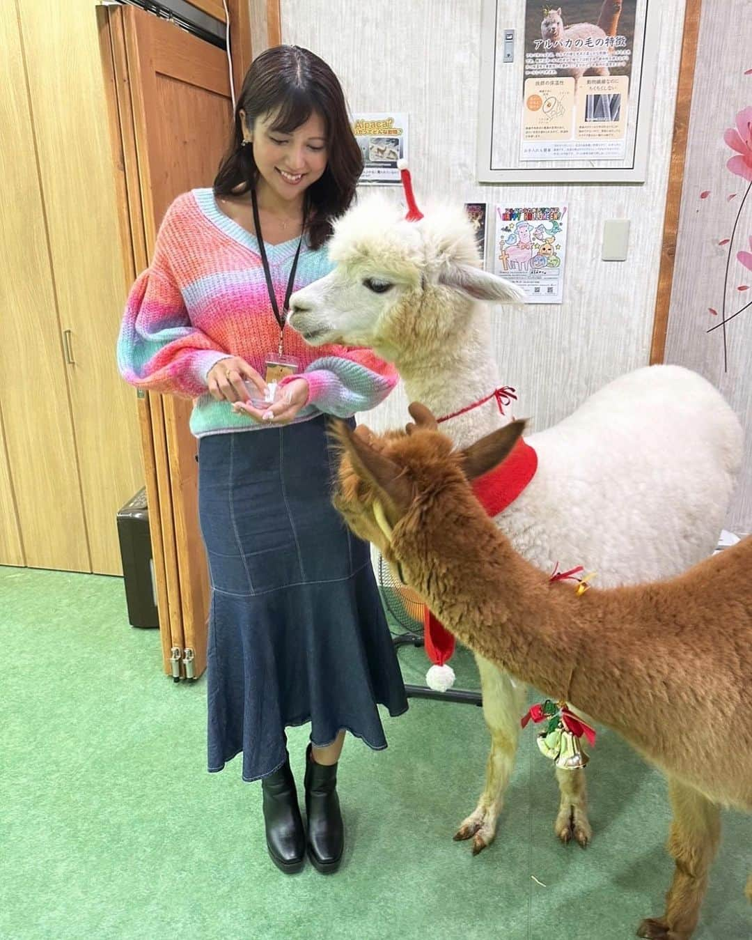 神谷麻美さんのインスタグラム写真 - (神谷麻美Instagram)「#アルパカ 可愛いすぎる💖🦙🌈💖✨️   #もふもふ ❤️💖꒰⑅•ᴗ•⑅꒱💖❤️✨️ もっともふもふが好き🥰💖✨️   #癒された ☺️💖✨️  動物界で1番好きだぁ🦙❤️✨️  #alpaca 👼🏻💖✨️  あ🥰もちろん1番大好きはキング君❤️🐩✨️  #トイプードル 👼🏻💖✨️  昨日もいろんなところ行って楽しかった💖🥰🥰💖✨️   #おはよう 🌞🌈💖✨️」11月22日 8時32分 - asamice428