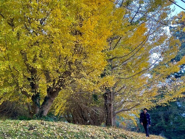 依田司さんのインスタグラム写真 - (依田司Instagram)「11月22日(水) 2007年に廃校となった千葉県市原市の「月出小学校」。現在小学校の校舎がリノベーションされ、その一室は「ヤマドリ珈琲」というカフェになっています。 見頃となった校庭の大きなイチョウを眺めながら、お店の本格焙煎機で引いた、美味しい珈琲が楽しめます。 さらに、現在「アートキャンプ2023」が開催中で、校舎の各所で、様々な芸術作品が鑑賞できます。とても良いコラボですね。カフェは土日のみの営業。アート作品は土日祝に鑑賞可能です。  #ヤマドリ珈琲 #アートキャンプ2023 #DoCLASSE #ドゥクラッセ #依田さん #依田司 #お天気検定 #テレビ朝日 #グッドモーニング #サタデーステーション #気象予報士 #お天気キャスター #japan #japantrip #japantravel #unknownjapan #japanAdventure #japanlife #lifeinjapan #instagramjapan #instajapan #療癒 #ilovejapan #weather #weathercaster #weatherforecast」11月22日 8時33分 - tsukasa_yoda
