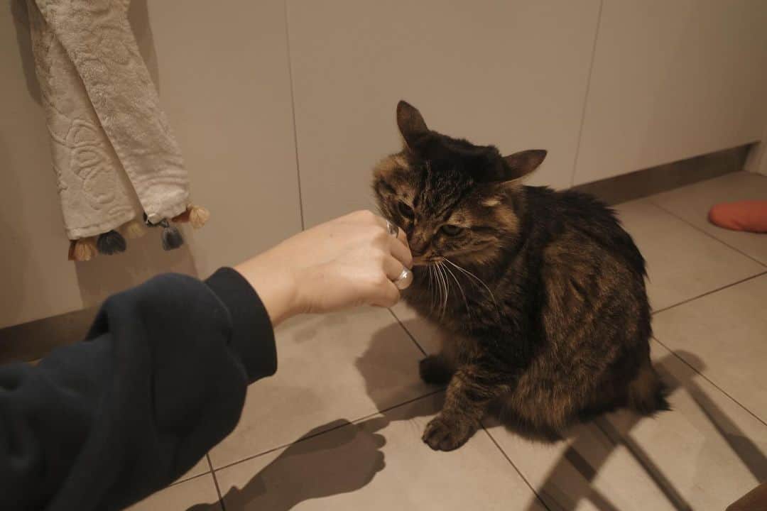 藤田敦子さんのインスタグラム写真 - (藤田敦子Instagram)「ㅤ #吉田餃子 の @bearcub_cat 🐈  まさに猫さん、なツンデレで みんなを魅了してた😘」11月23日 6時00分 - blenda0305