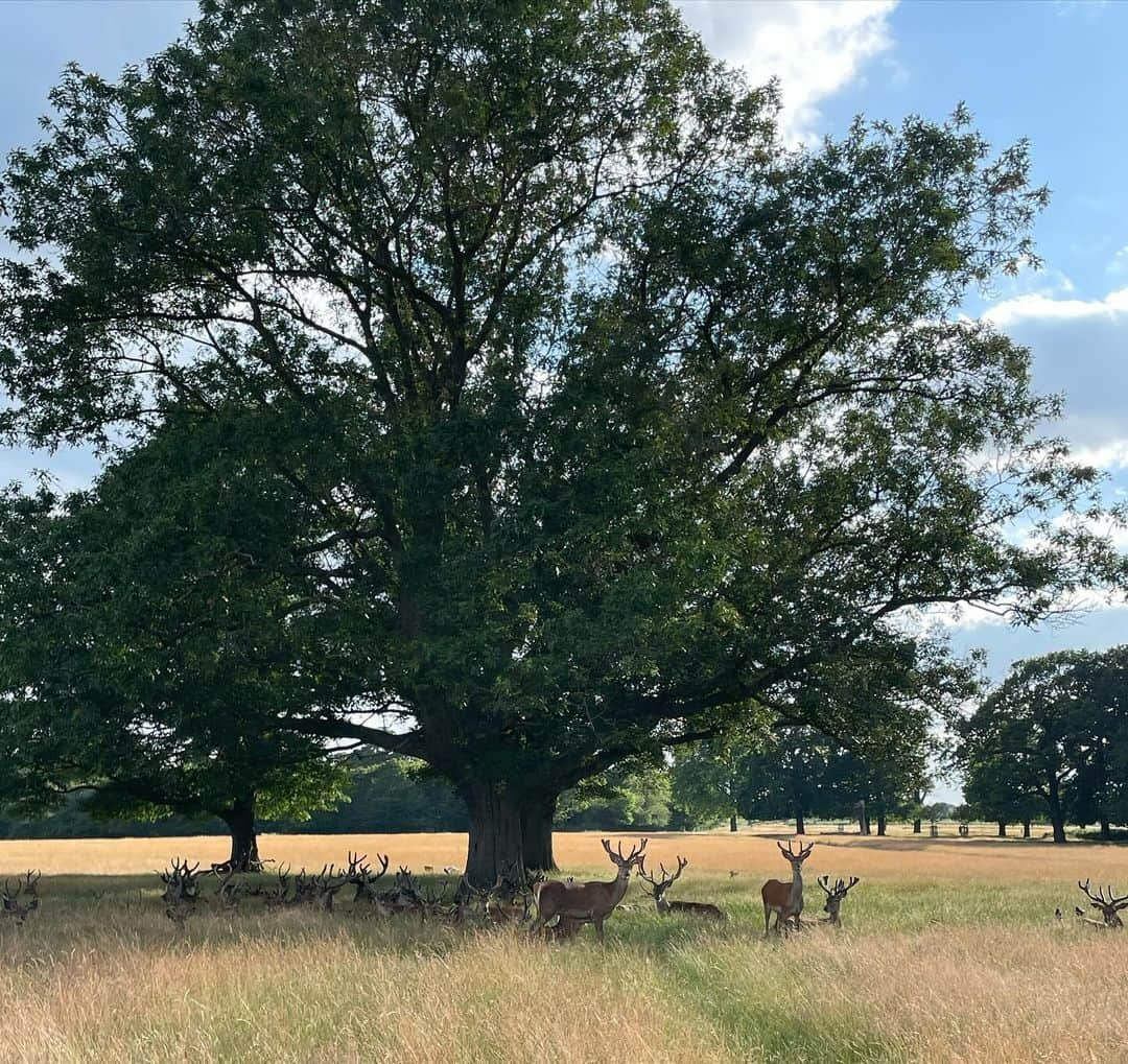 レイシー・バンハードさんのインスタグラム写真 - (レイシー・バンハードInstagram)「I get to the vipassana centre, we go into a group meeting, they explain that the next 10 days will be in silence, no talking or any form of communication. No reading, writing, phones. Nothing but 10 hours of mediation a day. We are free to leave at any time but do not leave, you should not leave to get the full experience.  After, I get taken me into a meeting with our teacher, which I thought was strange as no one else had been called.  She tells me that it’s okay to quit, after just being told not to quit, she explains that I do not have to push myself and if I need to quit I should (she read my form and even from her experience my traumas may be too much to face) .. I replied letting her know that I am not a quitter. She repeats that it’s okay to quit and that it doesn’t mean I failed. I assured her that I will not be quitting. I leave.  Here I discovered the bliss and the hell your mind is capable of creating.  I felt like I was going insane.   Maybe she was right and I can’t do this. Get me out of here! I was close to quitting a few times, if I had my car I probably would’ve.  You can meet with the teacher for a few minutes a day if you choose to.  Day 1 I was broken.  I told her that this is harder than I imagined & that it hurt.  The battle was real! The levels of pain were excruciating.  The continual thoughts & flashbacks from childhood that I had erased.  I was screaming internally & externally my body was jittering. They say it is trauma leaving the body.  Here I learned the term equanimous. In essence it’s to sit with the ‘good’ and the ‘bad’ without becoming attached to it.  I was met with so many different parts of me, I sat with my heartbreak.  I finally understood it was broken from a young child and that it had cemented over time to keep me safe.  I witnessed that I was re-creating these painful experiences in all areas of my life.  It felt like a hospital, I was the patient.  They called it brain surgery - the most fitting analogy.  These beliefs ran so deep for so long, the mind had believed that I was them, I recognised I wasn’t .. by the end I didn’t want to break the silence..  I felt different.. People noticed.  Part 3 incoming ..」11月22日 9時01分 - lacey_shameela