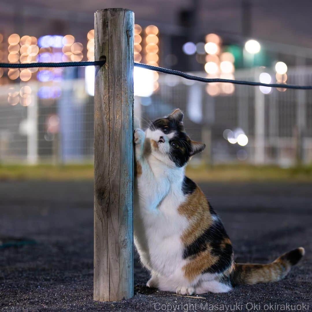 Masayukiのインスタグラム：「夜のお手入れ。  #cat #ねこ #猫 #東京カメラ部 #nekoclub  #yourshotphotographer  #my_eos_photo #夜にゃん」