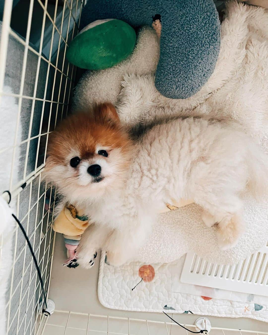 r_oseのインスタグラム：「Sleeping hard🐑 like noone is watching 😂」