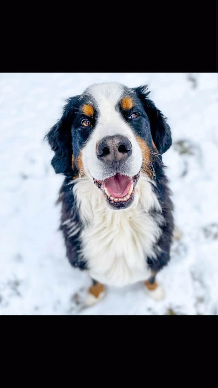 DogsOf Instagramのインスタグラム：「When the weather turns cold, dogs will warm your soul ❤️ Are your pups big fans of winter? Us too! Send in photos and videos of your pup’s Winter Wonder Wags and you could win $100 from @shutterfly ❄️ link in bio to enter ❄️  Featured 🐶: @muffin_la_bulldog, @bearandstanley, @mackadamis, @promisepoodles, @sumotheberner, @lemmy_the_elkhound, @teddy_thegolden_bear_cub, @sonyawennerstrom, @bodiethebernedood, @brandyandmoose, @bashthegoldenboy, @zoestaycute, @elvisfromencinitas, @wander.with.zoey   #winterwonderwags #winterdogs #itsthemostwonderfultimeoftheyear #winteriscoming」