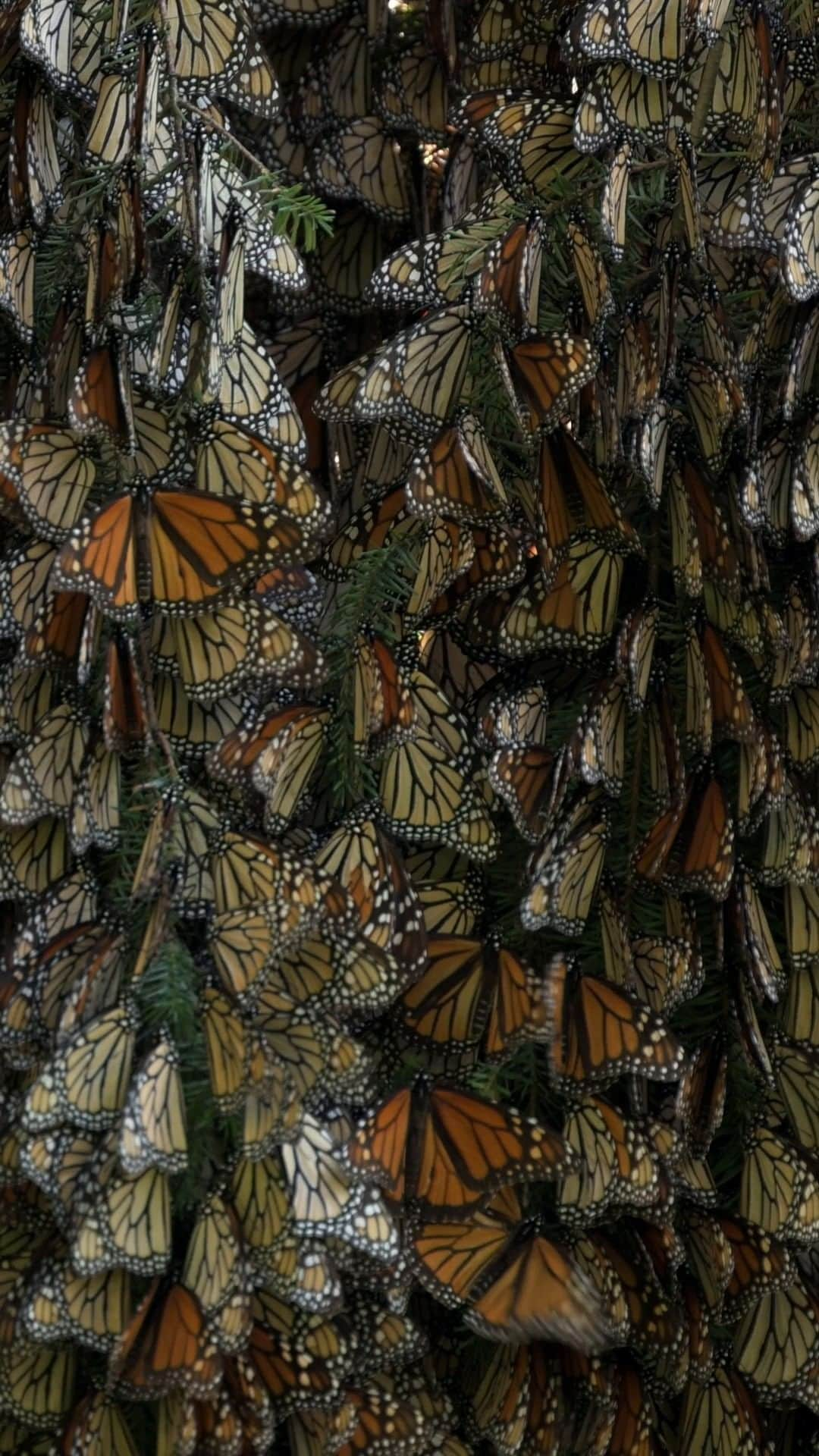 ナショナルジオグラフィックのインスタグラム：「Video by @jaimerojo | Very few insects have captured our collective imagination the way monarch butterflies have. Their migration is an iconic wildlife spectacle—this is the only butterfly known to make a two-way migration, as birds do—and it’s full of dazzling natural history enigmas. The journey crosses Mexico, the United States, and Canada and involves up to four generations, with short northward flights in the spring and summer and a long, 3,000-mile southward migration in the fall. Individuals can travel between 50 and 100 miles a day until they reach their wintering sanctuaries in the oyamel fir forests of central Mexico. How these butterflies, the great-grandchildren of the ones that left in spring, find their way to the exact same trees is an unresolved mystery. Follow @jaimerojo for more stories about our amazing planet.  Stream #IncredibleAnimalJourneys on @disneyplus and @hulu to learn more about animal migrations.」