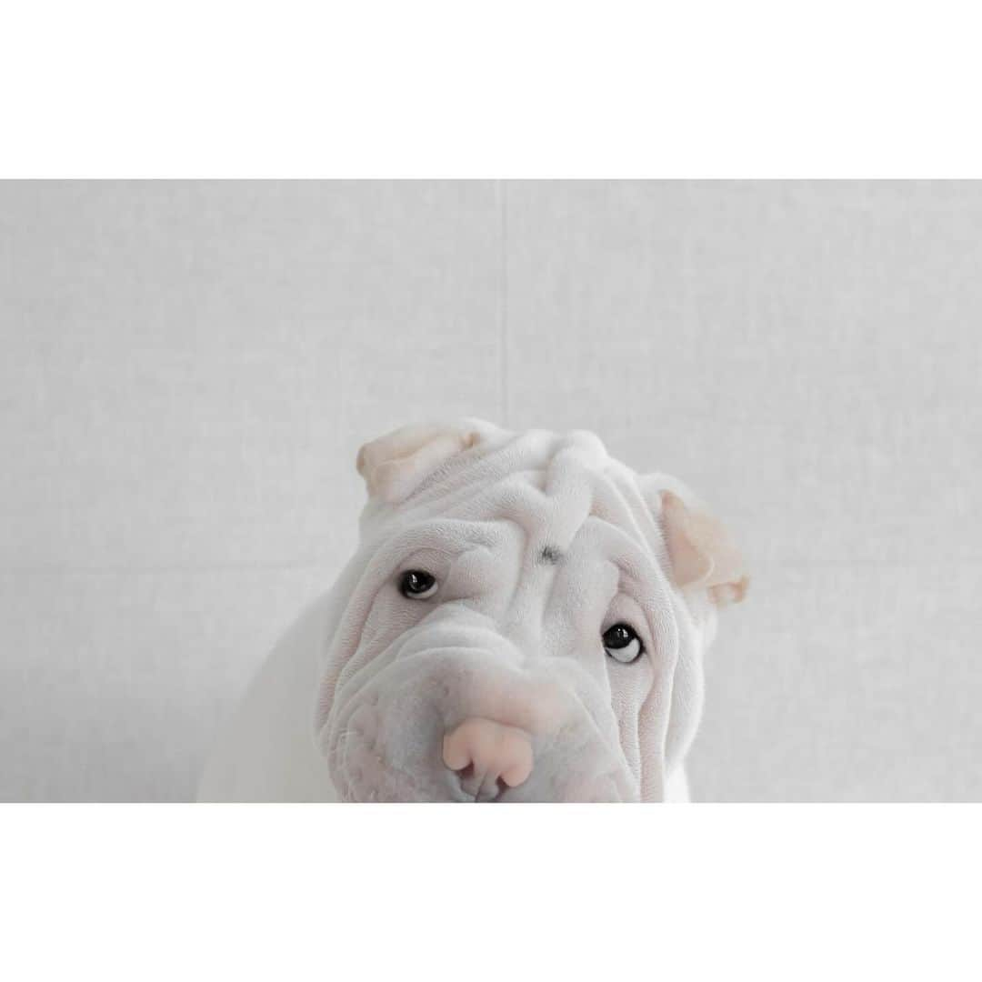 annie&pADdinGtoNのインスタグラム：「Nothing messes up your Friday more than realising it's only Wednesday #poorlamby #halfwaythere #lambington #sharpei #sharpeisofinstagram #sharpeisoftheworld #wrinkles #squishyfacecrew #dog #dogs #dogsofinstagram #ilovemydog #weeklyfluff #instagood #instadaily #dogsofaustralia #iloveyoutothemoonandback」