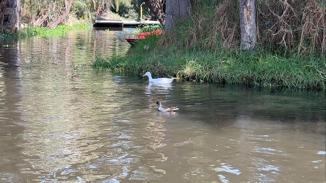delaのインスタグラム：「dela mexico fuera de tiro  #Xochimilco #世界遺産」