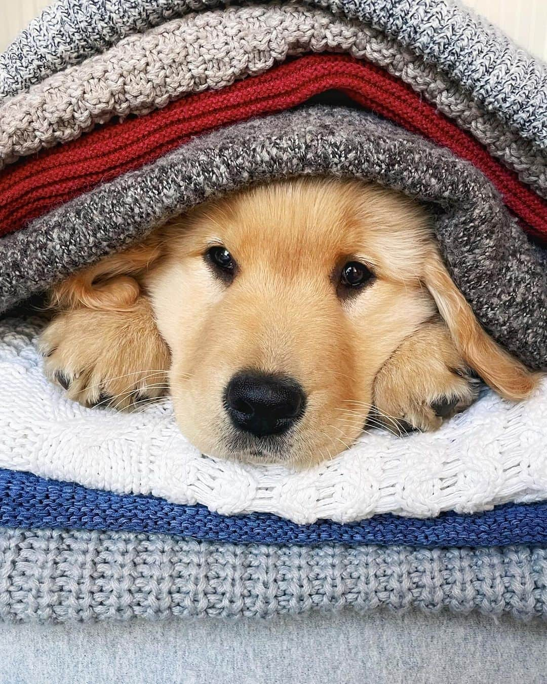 8crapのインスタグラム：「Time to get cozy  - 📷 @lizzie.bear - #barked #dog #doggo #puppy #pupper #GoldenRetriever #GoldenRetrieverPuppy」