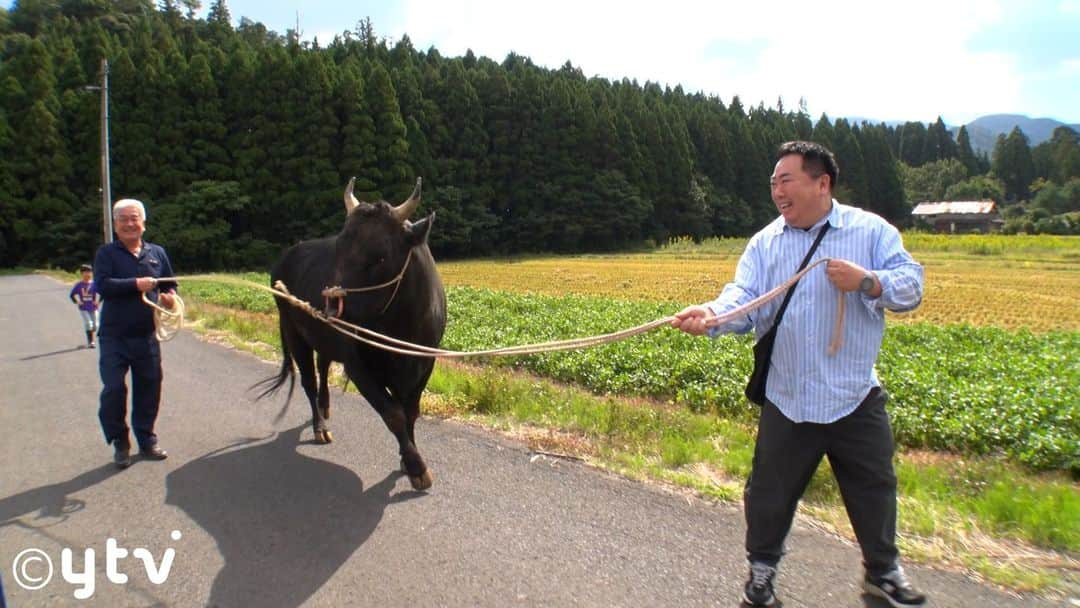 読売テレビ「遠くへ行きたい」さんのインスタグラム写真 - (読売テレビ「遠くへ行きたい」Instagram)「． 11月26日(日)放送の #遠くへ行きたい は…📺  今回は #塚地武雅 が島根・隠岐諸島を旅する🏝  世界ジオパーク・隠岐で島誕生の秘密を知り、 樹齢2000年の神木「八百杉」からパワーをゲット💪  隠岐のグルメ、幻の黒毛和牛「隠岐牛」の美味しさにうなり、 約800年続く伝統のおもてなし「牛突き」の迫力とは❓❗   さらに、奇跡の瞬間を目にすることができるのか――？  お楽しみに～✨  日本テレビあさ6時30分～ 読売テレビあさ7時00分～放送」11月22日 11時17分 - tohkuytv