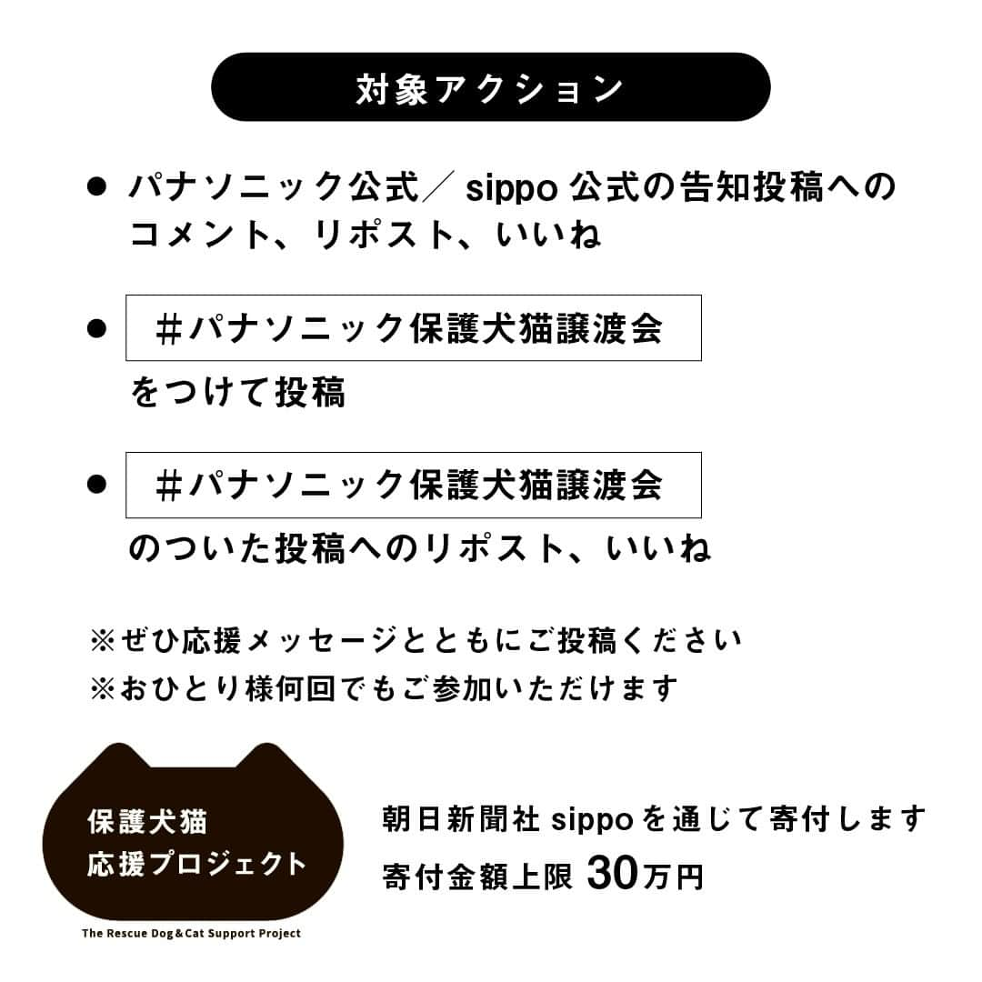 sippoさんのインスタグラム写真 - (sippoInstagram)「＼いいね・投稿で保護犬猫に寄付／ 11/25(土)-26(日)開催の #パナソニック保護犬猫譲渡会  大阪「初」を記念してSNS寄付キャンペーンを実施中！  会場では元保護犬猫たちの100枚の写真展「みんなイヌみんなネコ」も同時開催  ぜひ会場にもご来場ください 行けないけど応援したい！という方は オンライン募金も受付中です🎁  主催：パナソニック、協力：sippo  詳しくは⬇ https://panasonic.jp/pet/adoption_event23_osaka.html」11月22日 11時31分 - sippo_official