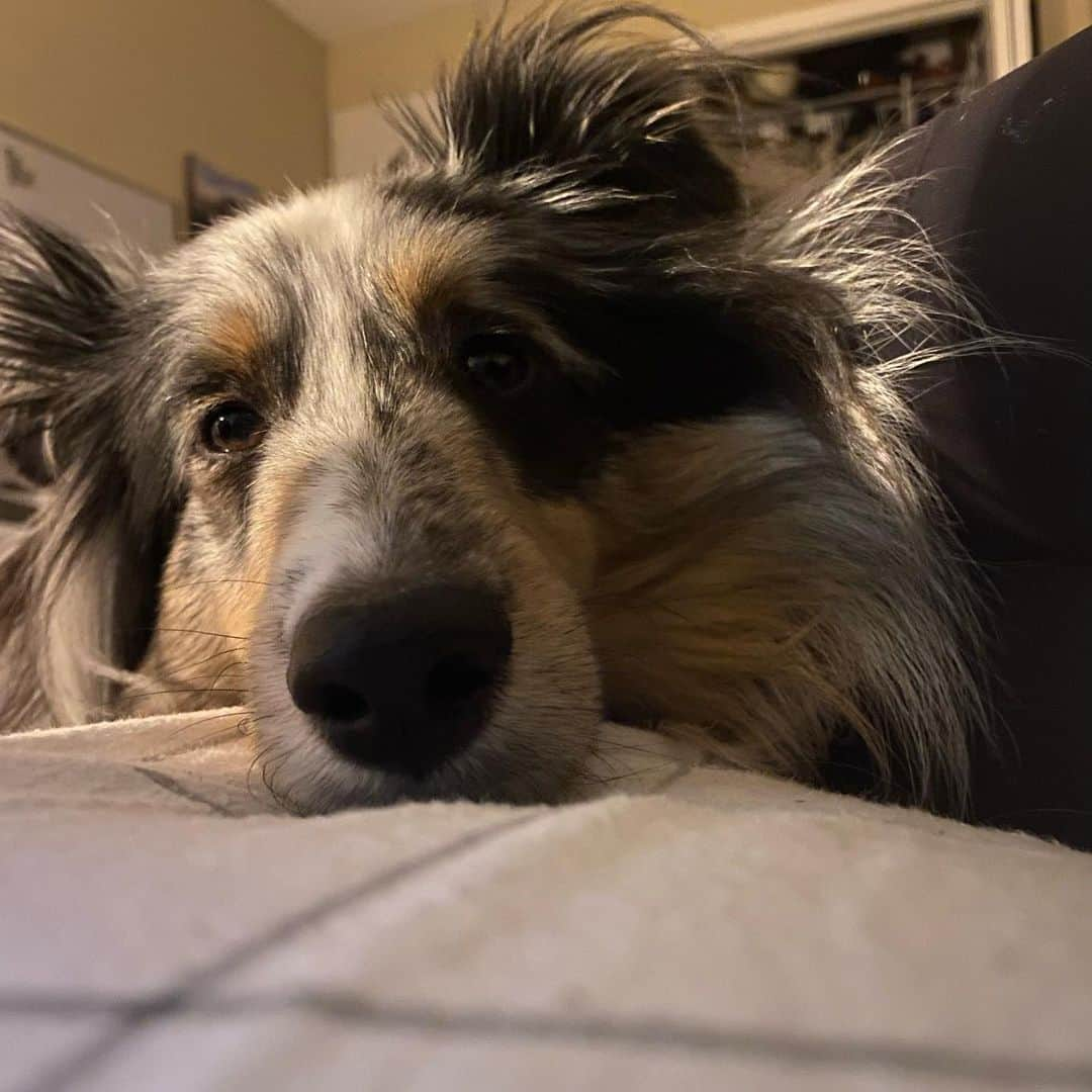 ナターシャ・ピュリッチのインスタグラム：「Fall dump.... Mostly just photos of Toshi.    #yyliving #gatoradebottles #sheltiesofinstagram #shetlandsheepdog」