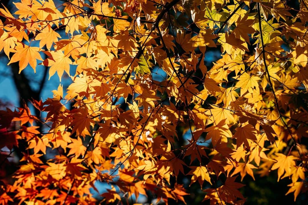 Grand Seiko Official instagramのインスタグラム：「一年の中、とりわけ自然の彩りが増す春と秋。 しかしその彩りは対極です。 厳寒の季節からの開放を喜ぶかのような春の彩り、 厳寒の季節に備える熱い鼓動のような秋の彩り。 グランドセイコースタジオ 雫石のまわりも紅や黄に染まり、 匠たちの情熱を映しているかのようです。  #grandseiko #グランドセイコー #aliveintime #グランドセイコースタジオ雫石」